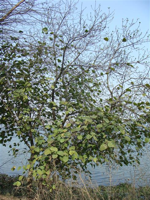 Ficus palmata